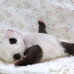 발 <b>동동</b> 구르게 만드는 아가판다