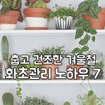 겨울철 화초관리 노하우 7가지