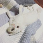 [고양이] <b>하몽</b>이 뚜엘이 우리 고양이 애기들 넘 이쁘쥬?