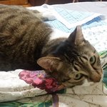 [고양이] 사랑하는 길순이, <b>몽이</b> 잠자는 사진만 올립니다^^