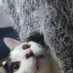 [고양이] 그냥  넘이뻐서요ㅠㅠ. .