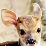 [BAP] 나 <b>사슴상</b> 글쓰닌데 8ㅅ8