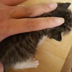 아기고양이 임보나 <b>분양</b>하실분 안계신가요