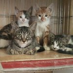 냥이 입양 계획중이신 분들 꼭 한번 봐주세요(. .)