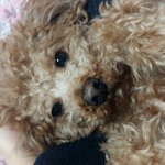 엄마가 강아지 <b>야매</b>미용하다가 망했는데
