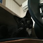 울 집의 냥마마들