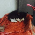 [드루와] <b>어미</b>가 우리집 뒷마당에 새끼고양이 낳았는데