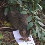 [고양이] 길고양이밥줬어요