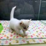 먼치킨 고양이가 아파요ㅜㅜ