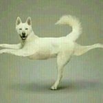 [댓글부탁해] <b>라쿤</b>패딩 입으면안돼