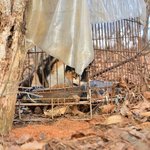 날씨가 갑자기 겨울이 되었어요.. 길고양이 먹이주기에 힘을 모아주세요...