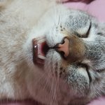 <b>이젠</b> 입 좀 다물고 잤으면 하는 우리 냥이