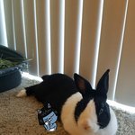 [<b>동물</b>사랑방] 우리집 더치토끼 오레오