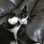 턱시도냥이 옹이를 소개합니다~