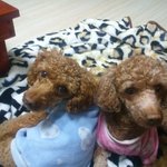 [강아지] 푸들가족을 소개합니다