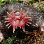 절대 <b>CG</b> 아닌 실존 희귀 생물들