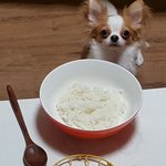 [강아지] 귀염둥이 치와와 뀨뀨를 소개해요~