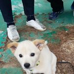 [도와주세요] 추+)아기 강아지 보호해주실 분 찾습니다~^^