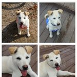 백산이가 <b>행복</b>했음 좋겠당