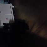 고양이 방광염약 먹이는 비법 전수해주세요