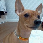 [동물사랑방] 차도<b>녀</b>.귀염<b>녀</b>.<b>매력녀</b>..ㅋㅋ