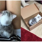 [고양이] <b>로로</b> 일상 파파라치