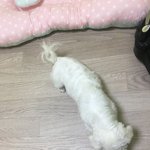 [강아지초보] 애기강ㅇ