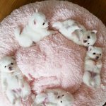 [EXO] 캬툑채널에서 봤는데 졸귀다