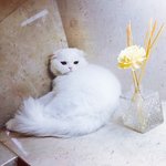 [고양이] 하몽이와 뚜엘<b>이</b>를 소개합니다~ 2