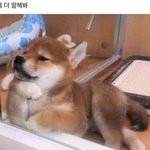 성형흥함 인증녀 봤어? 결시친글...