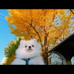 [강아지] 털찐여우로 돌아온 가을남자 두부이야기!!