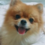[강아지] <b>둘리</b>와 또치