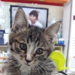 [고양이] 원치않던 <b>집사</b>가되었습니다  03