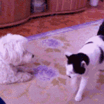 [EXO] 푸<b>시식</b>...