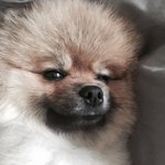[강아지성장] 우리집 곰돌이 밍구를 소개합니다