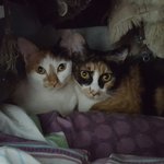 [고양이] 길양이가 개냥이 된 <b>사연</b>(4)