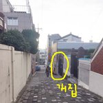 [도와주세요] 저희 개가 다른 개에게 물렸는데 견주가 적반하장으로...