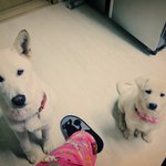 우리집 대박이 대풍이를 소개합니다 3탄!