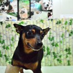 겁이 많은 작은 미니핀 <b>찬이</b>에게 가족이 되어주세요.