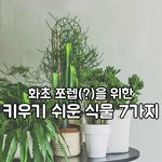 가드닝 초보자를 위한 키우기 쉬운 <b>식물</b> 7가지