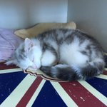 [고양이] <b>로로</b> 일상 파파라치 2탄