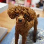 [강아지] 내게온 최고의 선물 <b>로이</b>를 소개합니다 ② :-)