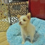 사과박스에서 구조된 작은 강아지 호동이.. 호동이에게 따뜻한 가족이...