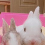 [토끼] <b>설탕</b><b>가루</b>노예8일차 신입입니다