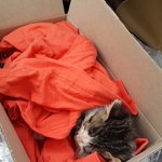 [고양이] 고양이가 죽어가요