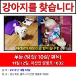 [도와주세요] @@저희 <b>집</b> 강아지 쫑<b>이</b>를 찾아주세요 부탁드립니다
