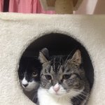 [퐁타네] 겨울이 왔어요