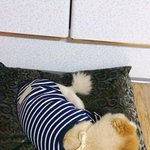 잠만보 뒷통수매력남 <b>포메</b> 설탕이