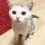 [고양이] <b>로로</b> 일상 파파라치 3탄