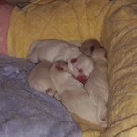 [쩌<b>미</b>꼬미] (본의아니게 수정ㅠ) 꼬미의 6마리 아가들